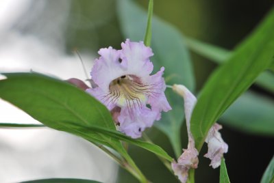 Chitalpa × tashkentensis - chitalpa taškentská - květ a listy